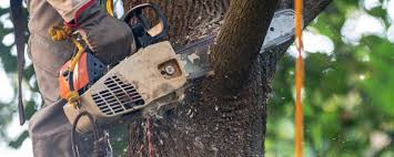 Best Lot and Land Clearing  in Meridian, TX