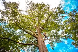 Best Arborist Consultation Services  in Meridian, TX