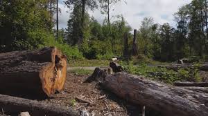 Seasonal Cleanup (Spring/Fall) in Meridian, TX