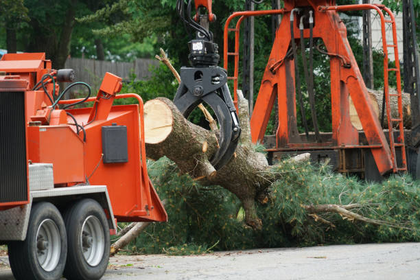 Reliable Meridian, TX Tree Removal Solutions